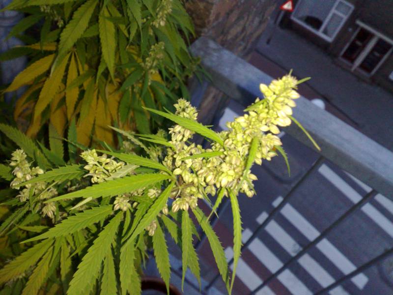 pianta di cannabis maschio