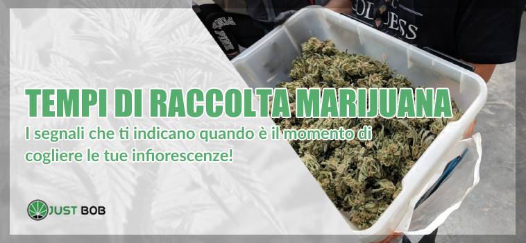 raccolta marijuana