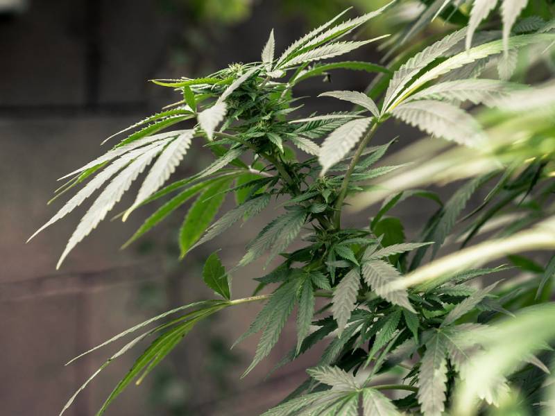 tutti i tipi di marijuana: cannabis sativa