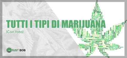 tipi di marijuane
