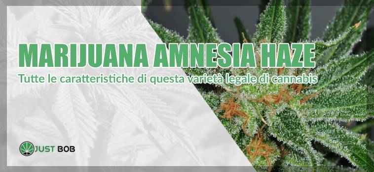amnesia marijuana