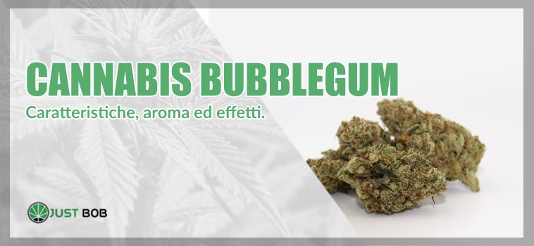 cannabis bubblegum
