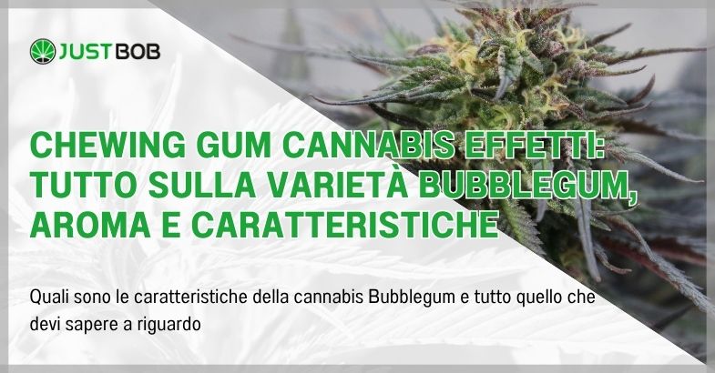 Chewing gum cannabis effetti: tutto sulla varietà Bubblegum