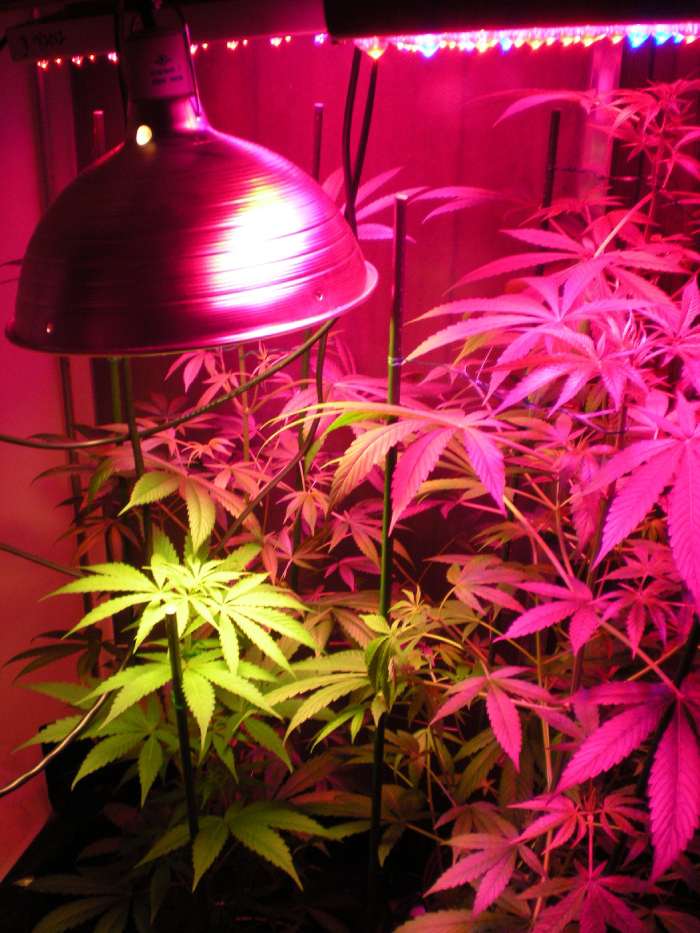 coltivare cannabis outdoor indoor greenhouse