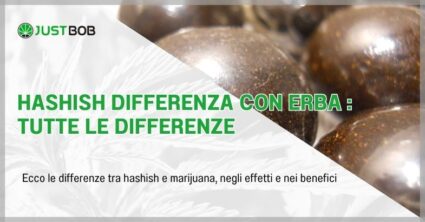 Hashish differenza con erba : tutte le differenze