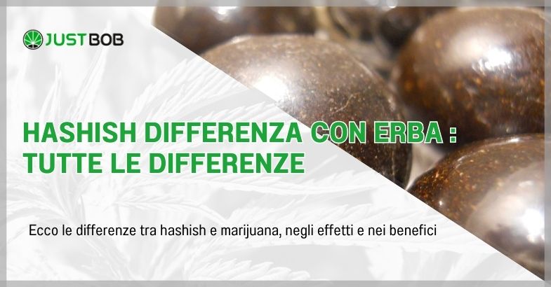 Hashish differenza con erba : tutte le differenze