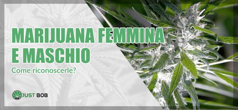 marijuana femmina