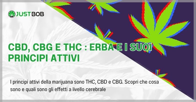 CBD, CBG e THC : erba e i suoi principi attivi