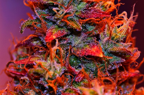 red marijuana effetti