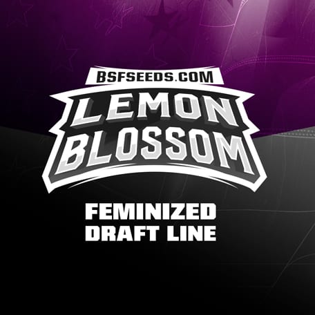 Lemon-Blossom-fem-logo Lemon-Blossom-fem-logo
