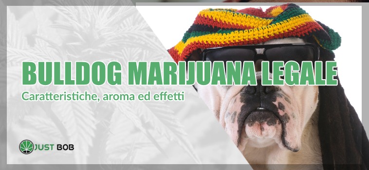 bulldog marijuana