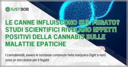 Le canne influiscono sul fegato? Studi scientifici rivelano effetti positivi della cannabis sulle malattie epatiche