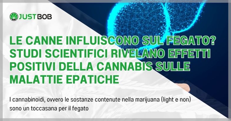 Le canne influiscono sul fegato? Studi scientifici rivelano effetti positivi della cannabis sulle malattie epatiche