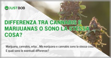 Differenza tra cannabis e marijuanas o sono la stessa cosa?
