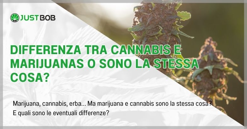 Differenza tra cannabis e marijuanas o sono la stessa cosa?
