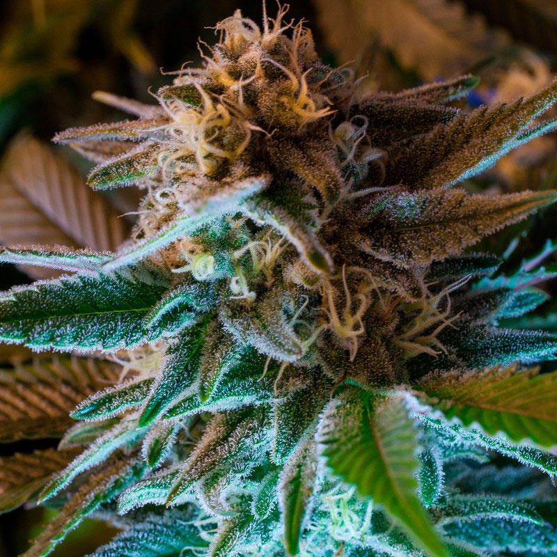 gorilla-glue-auto-semi-cannabis-marijuana-legale gorilla-glue-auto-semi-cannabis-marijuana-legale