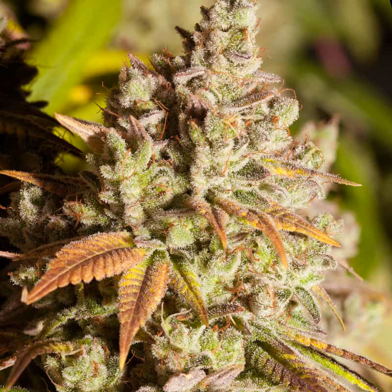 gorilla-glue-femminizzata-semi-canapa gorilla-glue-femminizzata-semi-canapa