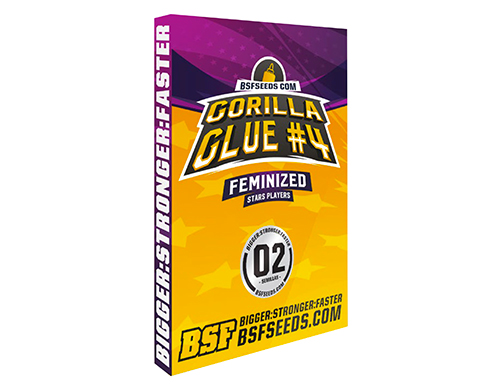 gorilla-glue-semi-marijuana-thc gorilla-glue-semi-marijuana-thc