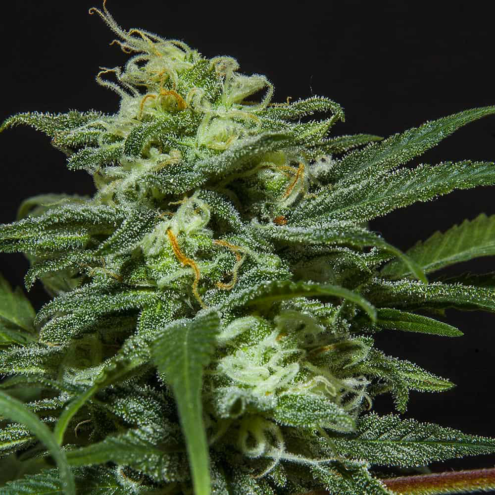 lebron-haze-auto-semi-marijuana-legale lebron-haze-auto-semi-marijuana-legale
