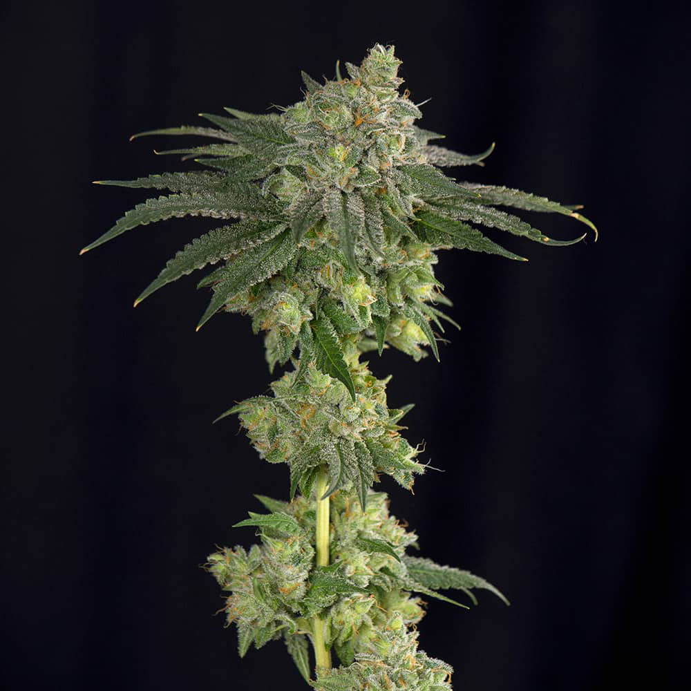 lebron-haze-femminizzata-semi-canapa-cannabis-legale lebron-haze-femminizzata-semi-canapa-cannabis-legale