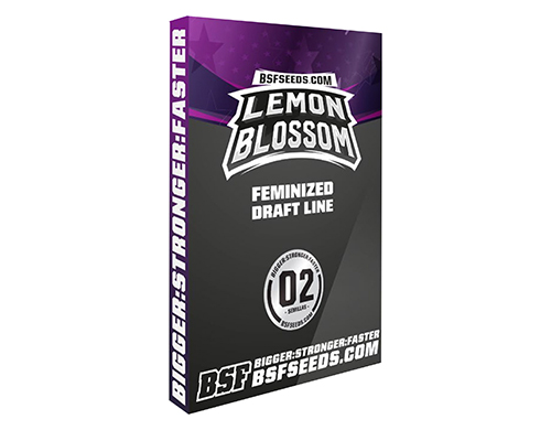 lemon-blossom-semi-canapa-femminizata lemon-blossom-semi-canapa-femminizata