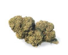 mango-haze-cannabis-light-marijuana-legale-cannabis-legale-italia mango-haze-cannabis-light