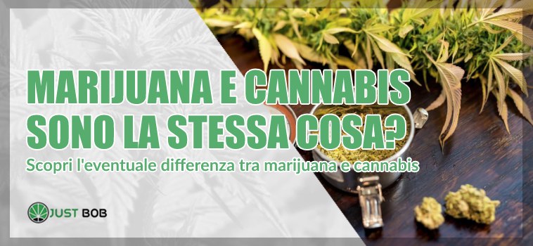 marijuana e cannabis sono la stessa cosa