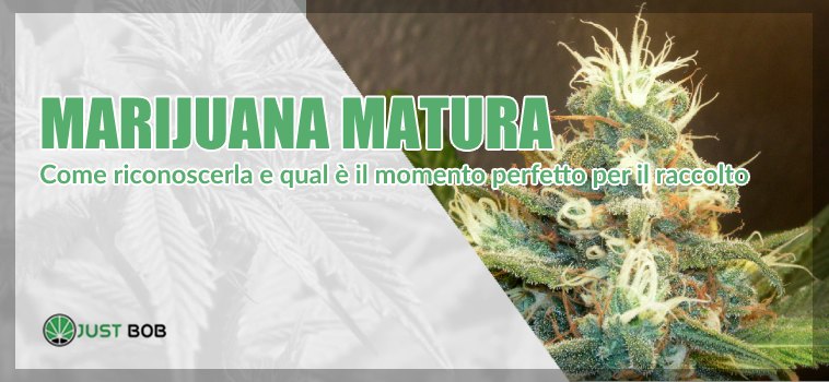 marijuana matura