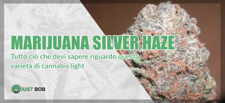 marijuana silver haze