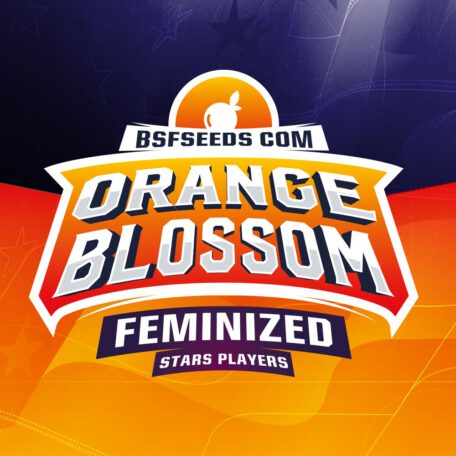orange-blossom-femminizzata-logo orange-blossom-femminizzata-logo
