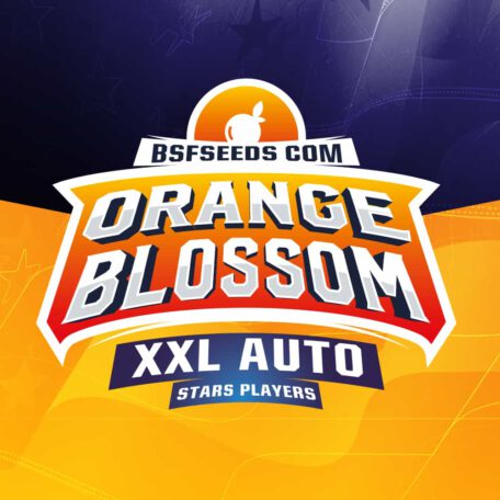 orange-blossomo-xxl-auto-logo orange-blossomo-xxl-auto-logo