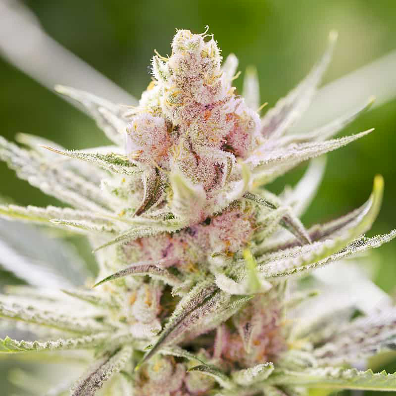 rainbows-auto-semi-cannabis-light rainbows-auto-semi-cannabis-light