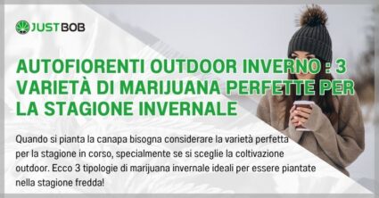 Autofiorenti outdoor inverno : 3 varietà di marijuana