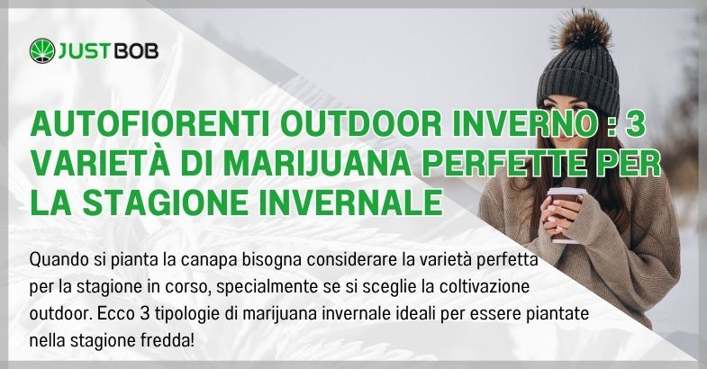 Autofiorenti outdoor inverno : 3 varietà di marijuana