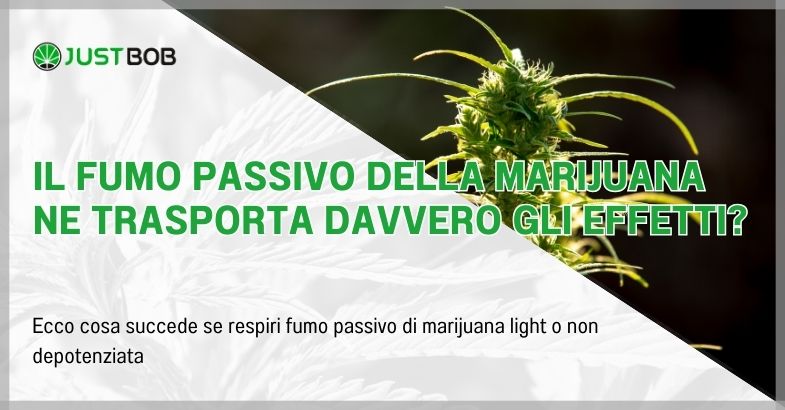 Il fumo passivo della marijuana ne trasporta davvero gli effetti?