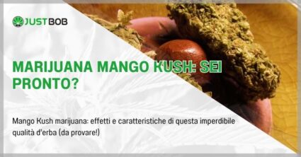 Marijuana Mango Kush: sei pronto?