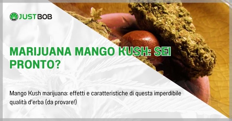 Marijuana Mango Kush: sei pronto?
