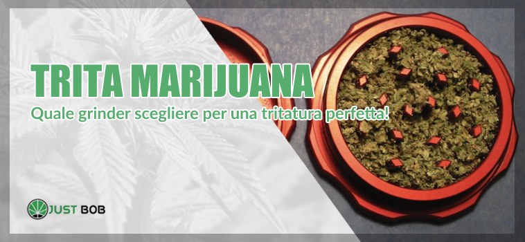 Trita marijuana: che cos'è, come funziona e perché è utile