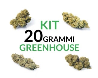 Kit 20 Greenhouse Kit 20 grammi greenhouse Justbob.it