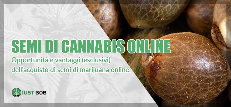 comprare semi cannabis online è sicuro?