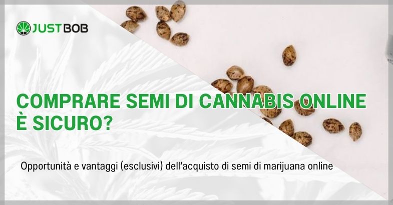 Comprare semi di cannabis online è sicuro?