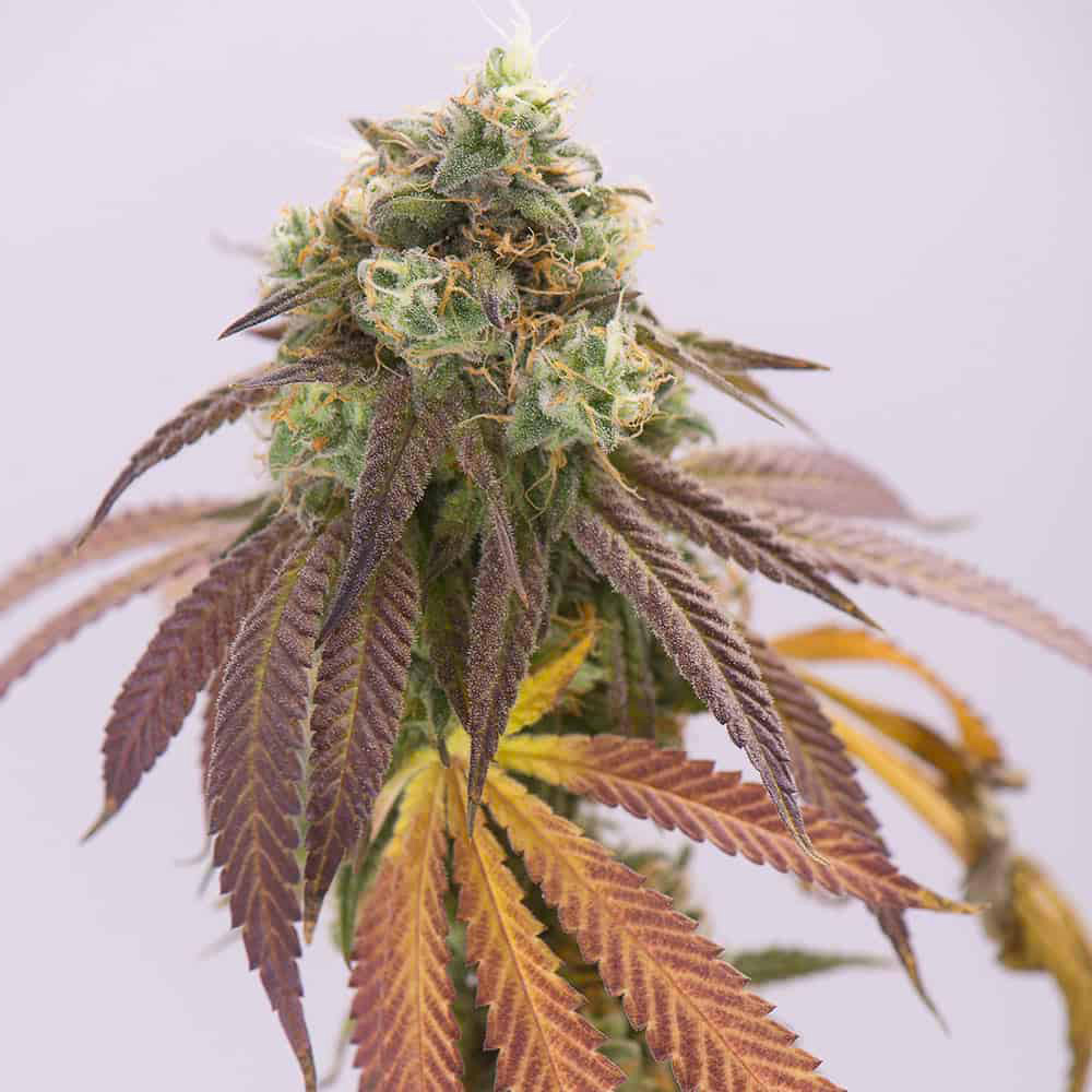double-cookies-feminized-thc-seeds double-cookies-feminized-thc-seeds