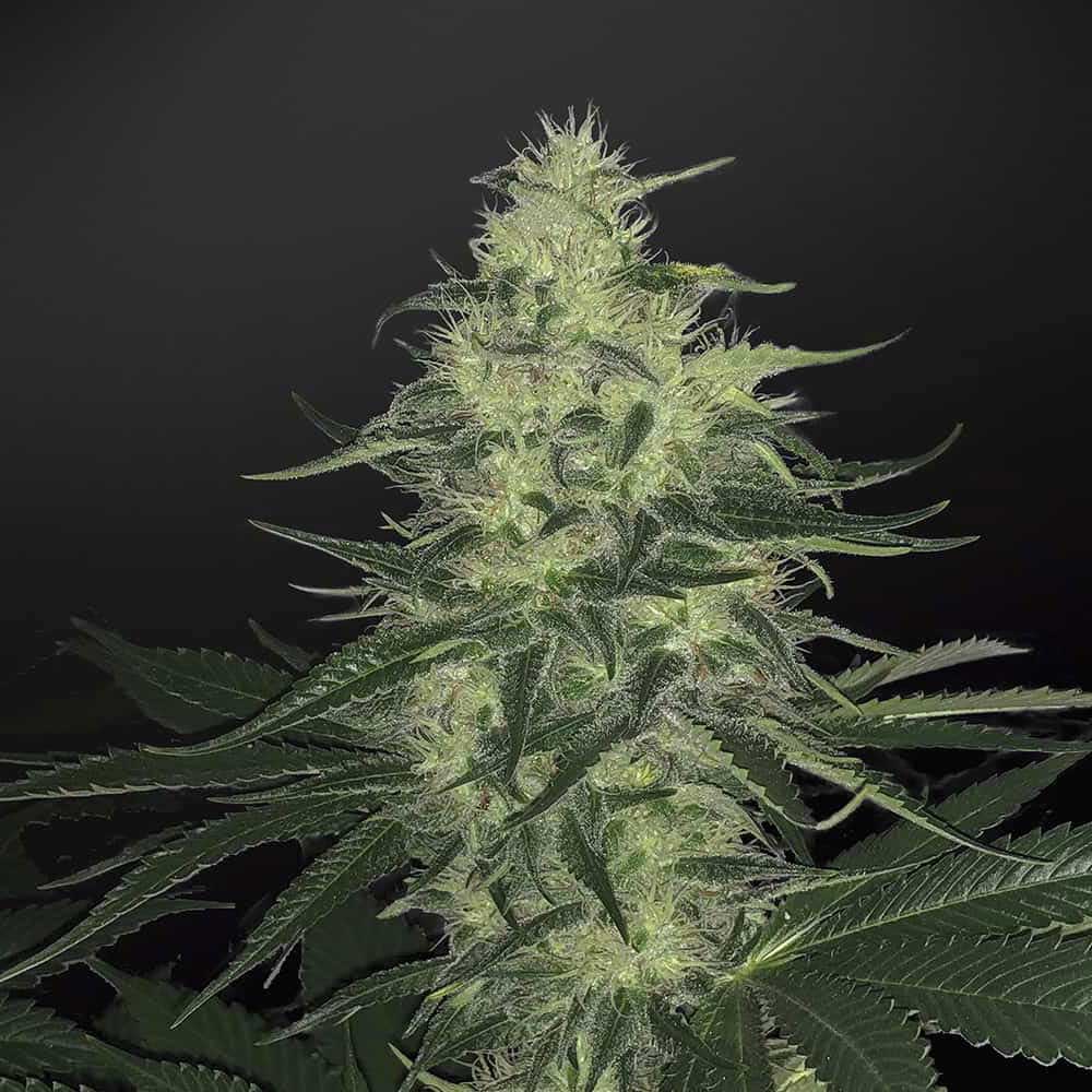 godzilla-glue-auto-semi-canapa-cannabis-light godzilla-glue-auto-semi-canapa-cannabis-light