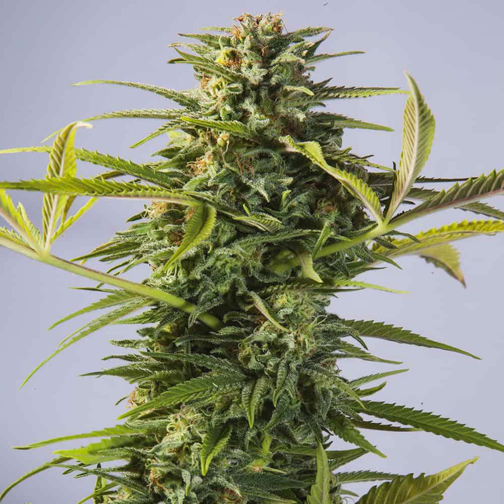 godzilla-glue-femminizzata-semi-marijuana-thc godzilla-glue-femminizzata-semi-marijuana-thc