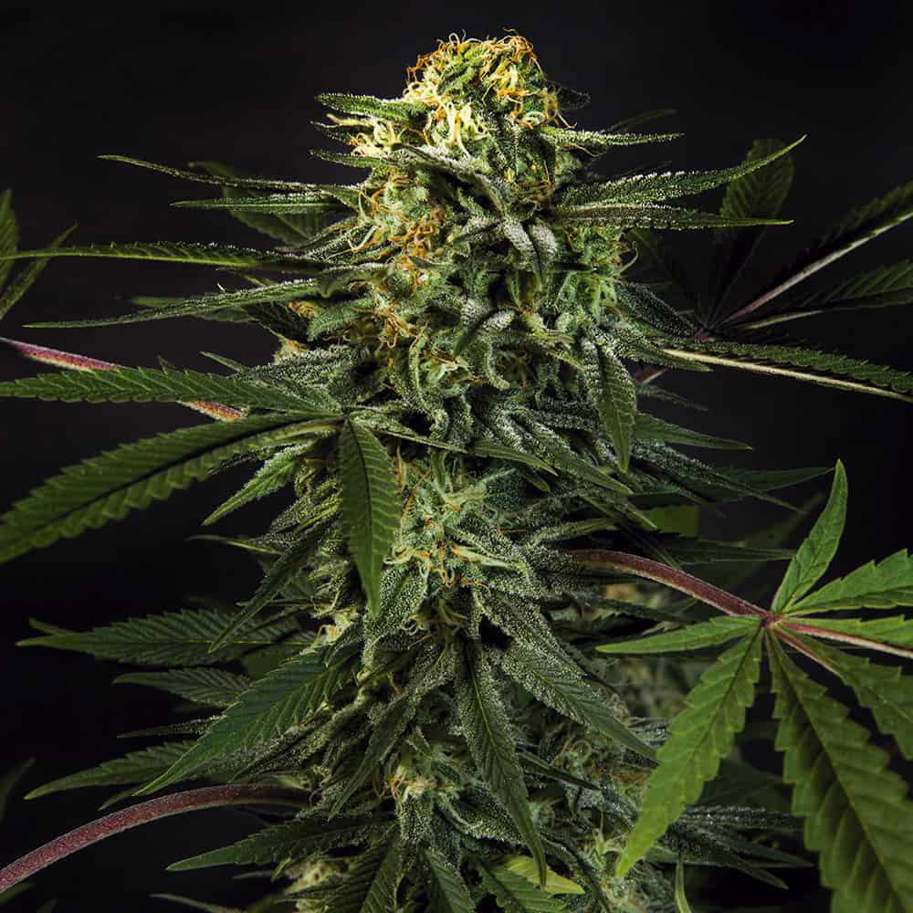 green-tiger-auto-thc-seeds-cannabis-legale-italia green-tiger-auto-thc-seeds-cannabis-legale-italia