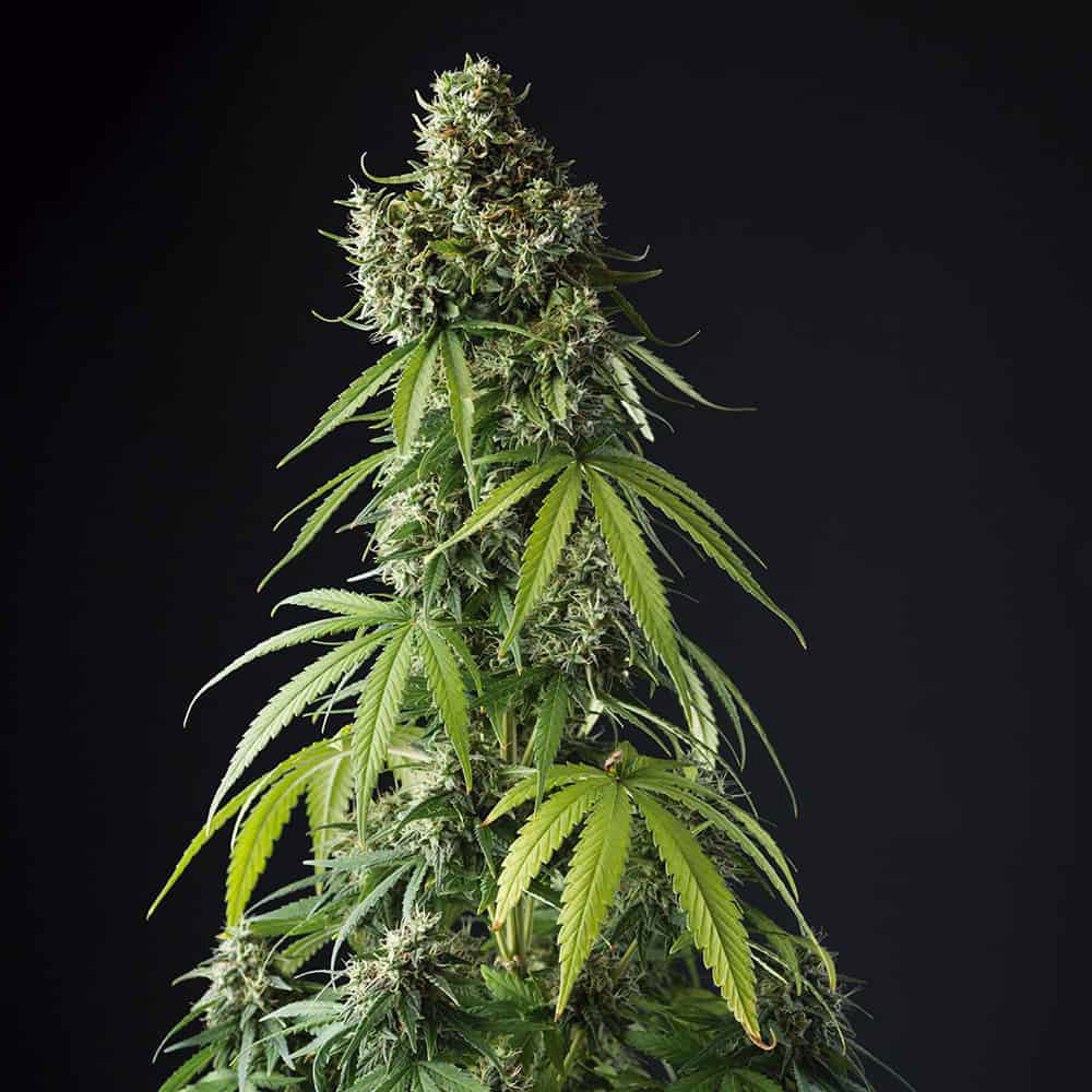 lemon-blossom-auto-semi-thc-marijuana-legale-cbd lemon-blossom-auto-semi-thc-marijuana-legale-cbd
