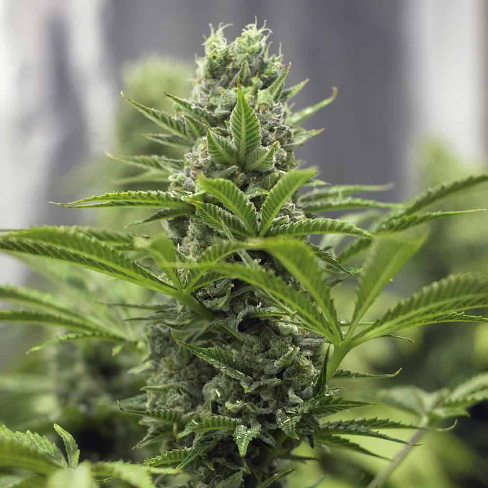lemon-blossom-femminizzata-semi-canapa-cannabis-marijuana lemon-blossom-femminizzata-semi-canapa-cannabis-marijuana