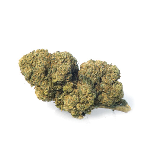 mango-haze-cannabis-light-marijuana-legale-cannabis-legale-italia mango-haze-cannabis-light-marijuana-legale-cannabis-legale-italia