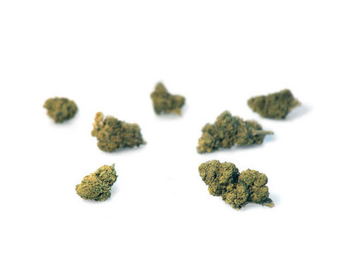 mango-haze-cannabis-light-marijuana-legale mango-haze-cannabis-light-marijuana-legale