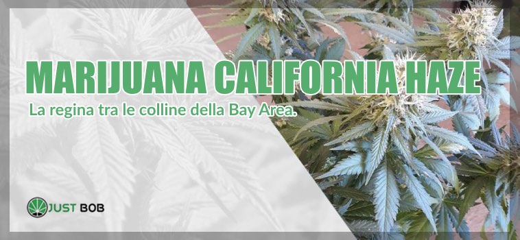 marijuana California Haze